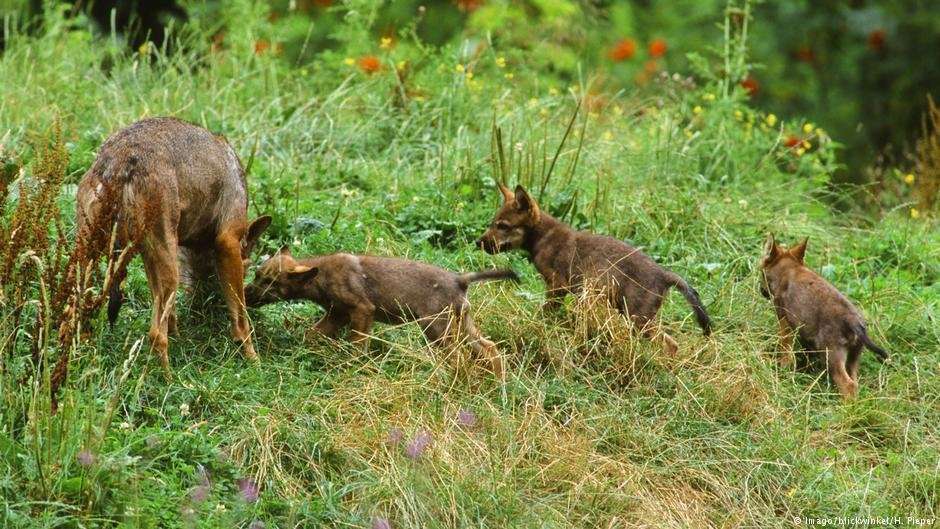 image for Germany's wolf population on the rise, new data shows