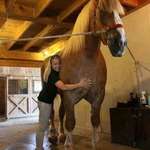 image for Biggest horse in the world is 20 hands and 23 of an inch, weighing in at 2,600lbs