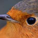 image for Robins have tiny feathers around their eyes