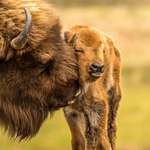 image for Bison calf getting some love from mother