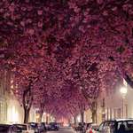 image for Cherry blossom in Germany is 🔥