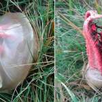 image for Clathrus Archeri, a fungus straight out of a horror film that appears to hatch from an egg sack is 🔥🔥🔥