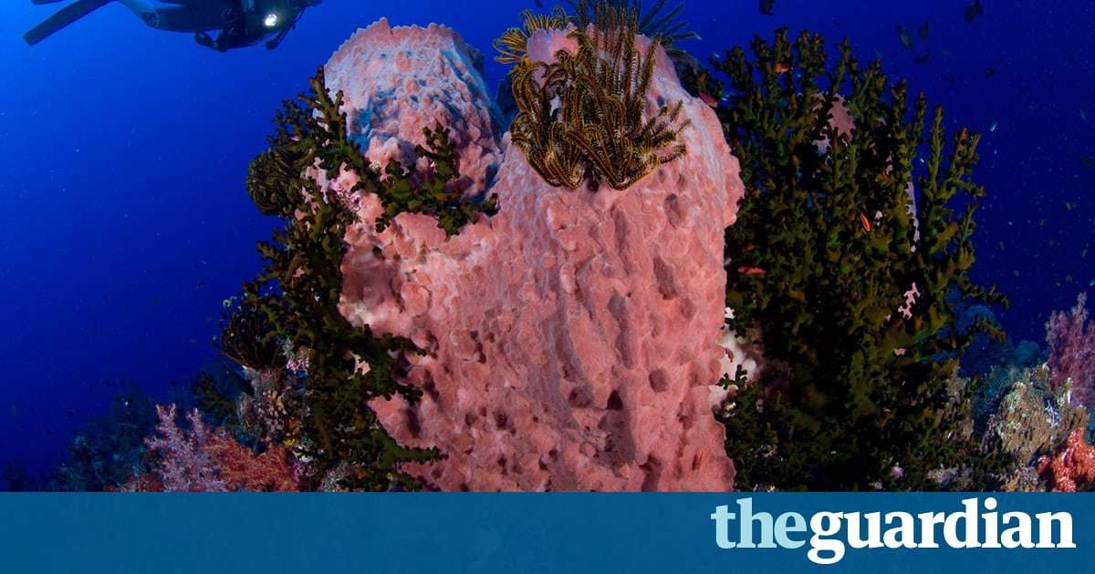 image for Evolution row ends as scientists declare sponges to be sister of all other animals
