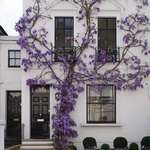 image for Wisteria on a White Wall