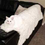 image for gEneTicAlly ModiFieD LoNG cAT stArTs tO fUckiNg mElt iN lAbs cOuCh