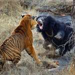 image for Sloth bear defends herself against tiger