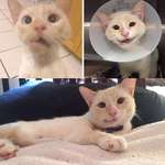 image for This stray cat was hit by a car, had a broken jaw and arm. Doctors did surgery but had to remove most of her teeth. She recovered fully and has a goofy smile now. One of the surgeons adopted her straight from the clinic and named her Duchess the Miracle Cat.