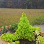 image for I didn't pick my lettuce and it grew into a mini Christmas tree.
