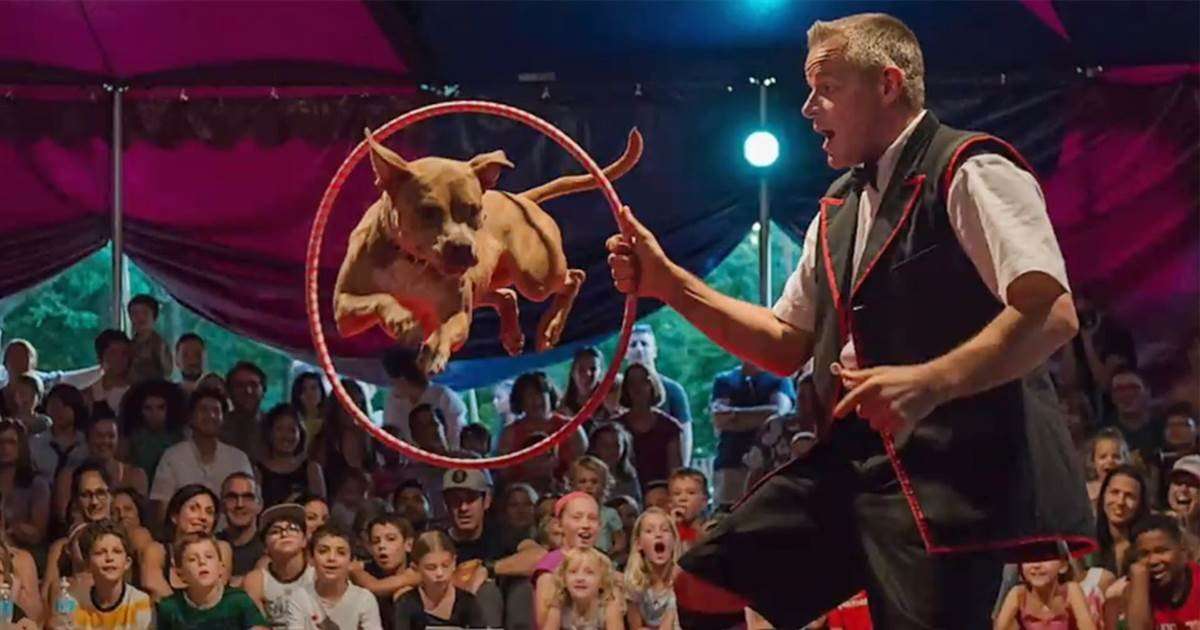 image for Chicago's Midnight Circus stars talented rescued pit bulls