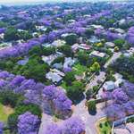 image for Pretty purple trees in Johannesburg