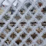 image for The frost on the fence this morning
