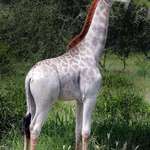 image for Rare white giraffe 🔥