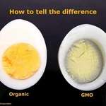 image for That's an overcooked egg, not a GMO one.