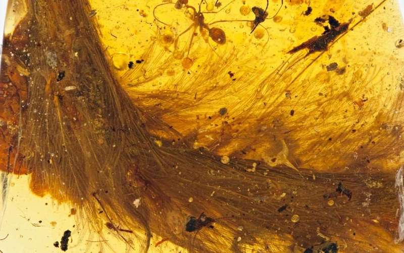 image for Scientists discover dinosaur trapped in amber in unprecedented find