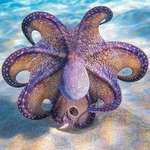 image for Hawaiian Day Octopus striking a pose 🔥
