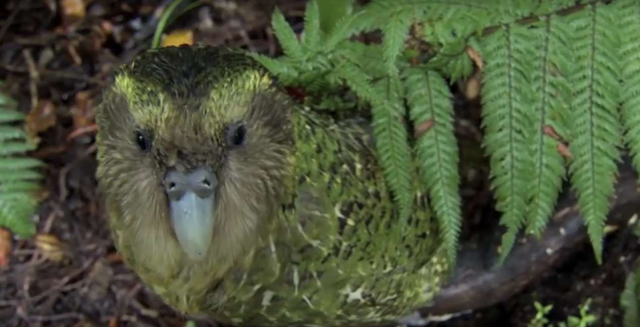 image for Clumsy Kakapo: The flightless parrot – Natural World: Nature’s Misfits