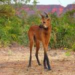 image for The Maned Wolf is fucking🔥🔥