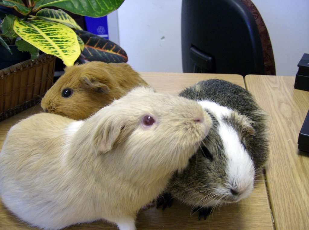 image for Why it’s illegal to own one guinea pig in Switzerland