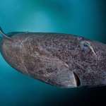 image for 512 year old Greenland shark is the worlds oldest vertebrate