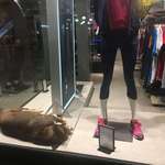 image for Dog sleeping in a window display in turkey. Store workers let him stay the whole time because it was so cold outside.