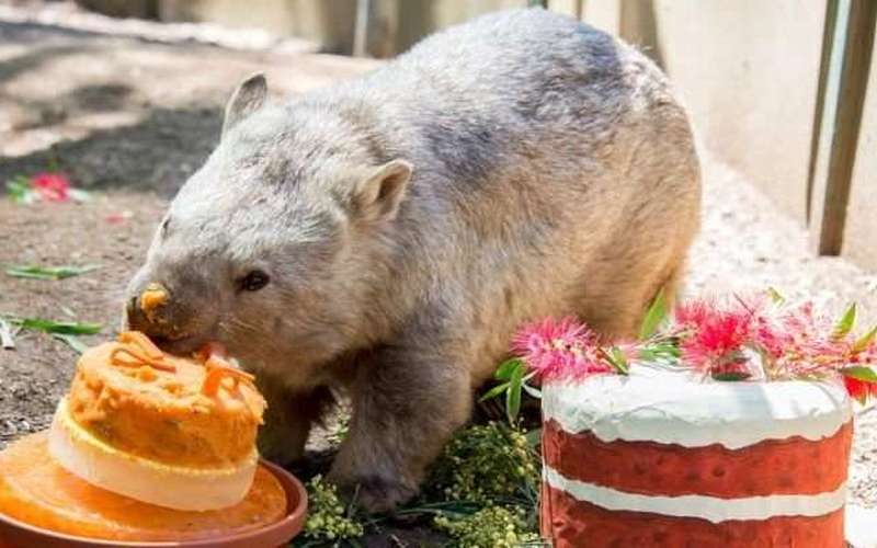 image for Winnie the wombat: Australia's oldest wombat celebrates 31 years