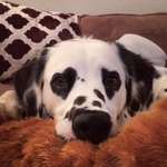 image for This dalmatian has heart shaped spots on his eyes