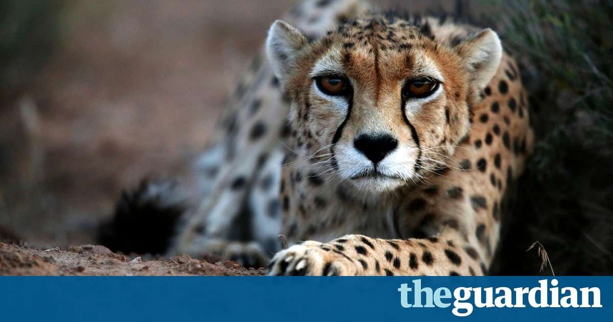 image for Asiatic cheetahs on the brink of extinction with only 50 left alive