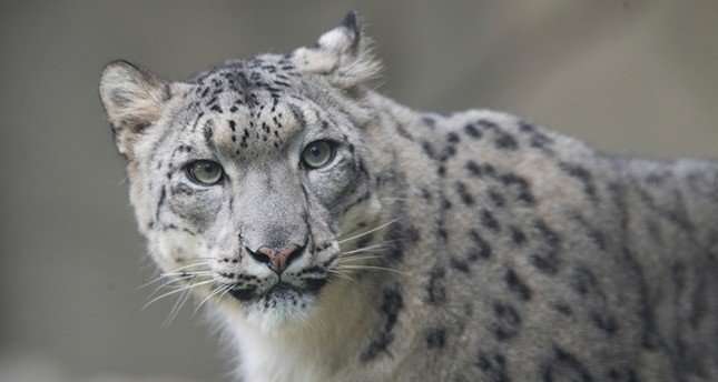 image for Snow leopards sighted for first time ever in eastern Tibet, report says