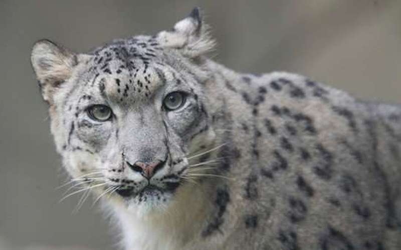 image for Snow leopards sighted for first time ever in eastern Tibet, report says