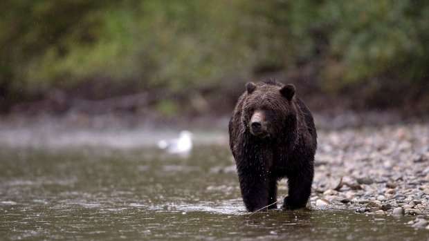 image for B.C. bans grizzly hunting effective immediately