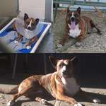 image for First pic is him in the shelter, second pic is the day of adoption, bottom pic is now. Meet Bear, everybody!
