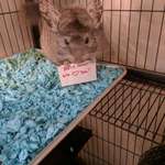 image for My friend sends me pics of her chinchilla holding adorable signs when I am having a rough day.