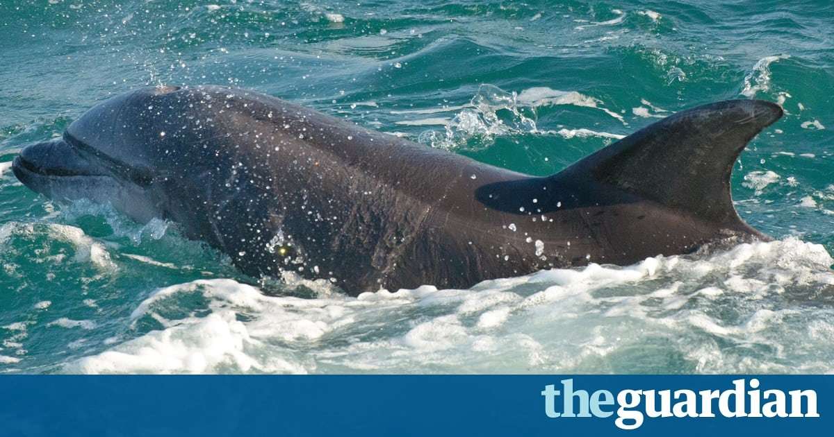 image for Loud orgies of Mexican fish could deafen dolphins, say scientists