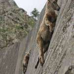 image for Mountain Goats don't give a sh🔥 about your gravity.