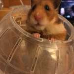 image for The utterly disappointed look the hamster gave me when we took too long to find the lid for her ball...