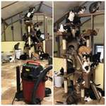 image for A volunteer at our local cat rescue turned on the vacuum