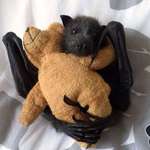 image for Bats like toys too