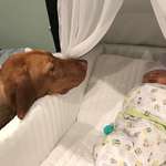 image for Gideon, our Vizsla, learning how to babysit our new son.