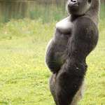 image for PsBattle: gorilla pose