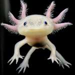image for The Axolotl, which is 1000 times more resistant to cancer than mammals, is fucking 🔥
