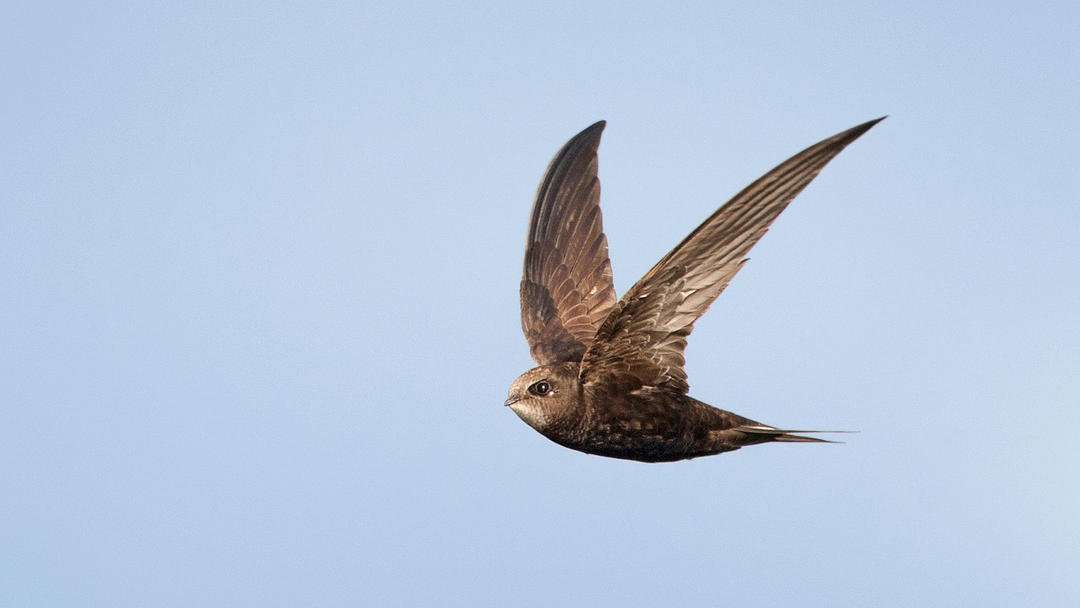 image for The Common Swift Is the New Record Holder for Longest Uninterrupted Flight