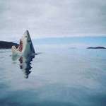 image for Rare image of shark stepping on a lego
