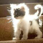 image for PsBattle: this kitten in sunlight