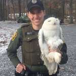 image for Smug Superb Criminowl in custody, but ain't no snitch.