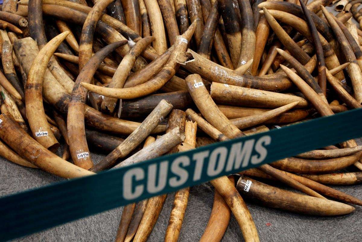 image for China ban on ivory sales begins Sunday, aims to curb elephant poaching