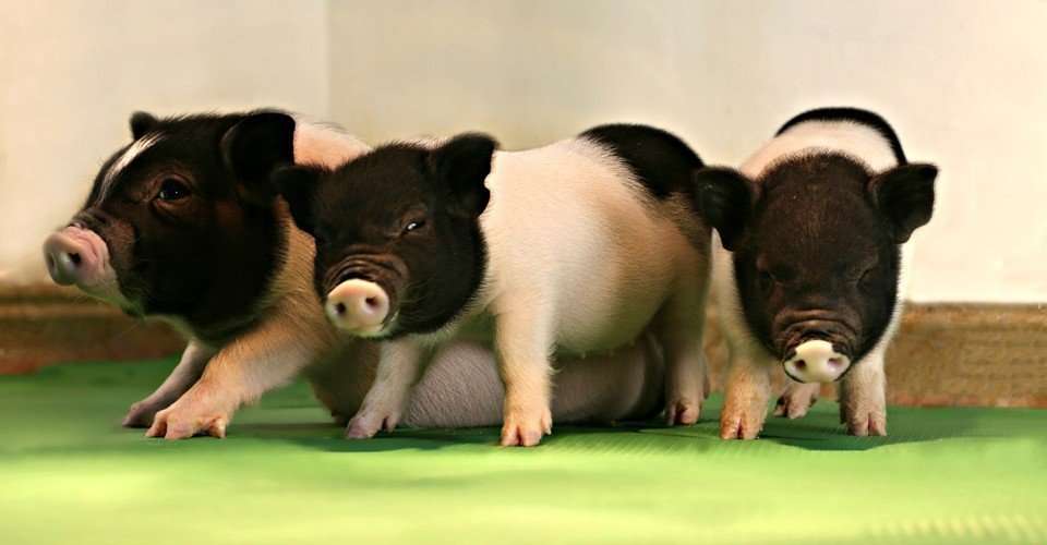 image for Genetically Engineering Pigs to Grow Organs for People
