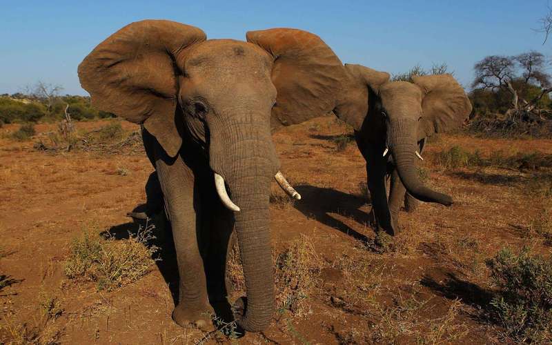 image for China Shuts Down Its Legal Ivory Trade