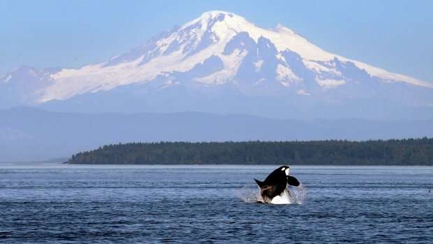 image for Study finds U.S. regulations to protect killer whales near B.C. coast effective