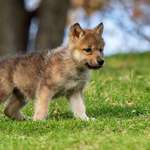 image for Wolf pup standing on a hillside
