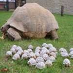 image for Little tortoises